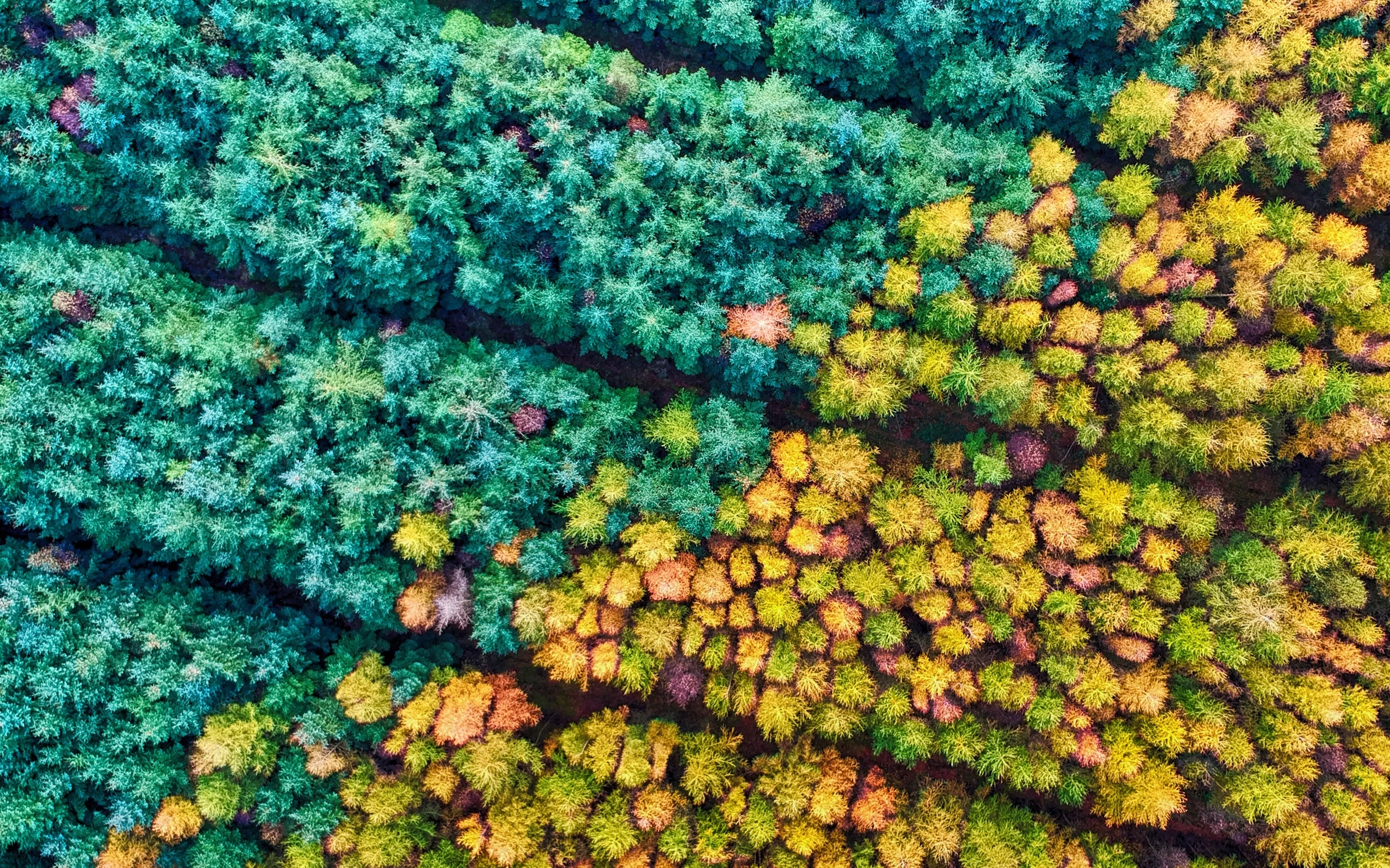 Wald